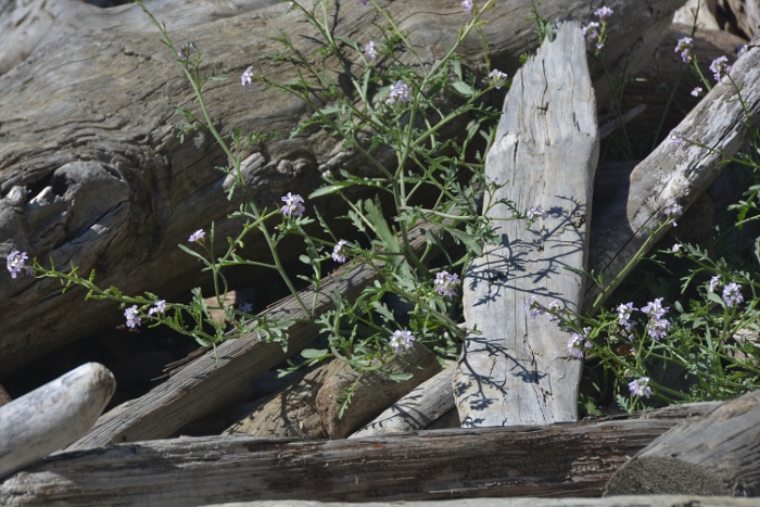 flowers and driftwood